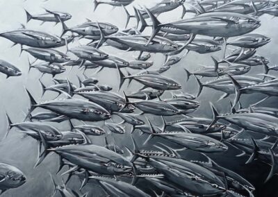 albacores-basseresolution